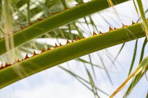 Close up of green palm tree leaves with sharp thorns. Close up of a thorny palm tree with blue sky background. photo
