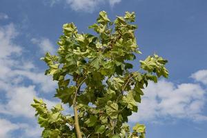 Tree with green leaves against a blue sky with white clouds in the background. Green leaves on a tree against the blue sky with white clouds. photo
