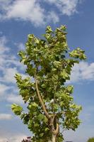 Tree with green leaves against a blue sky with white clouds in the background. Green leaves on a tree against the blue sky with white clouds. photo