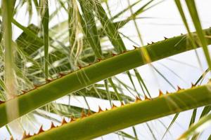 Close up of green palm tree leaves with sharp thorns. Close up of a thorny palm tree with blue sky background. photo