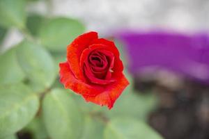 Red rose in the garden, shallow depth of field, selective focus. photo