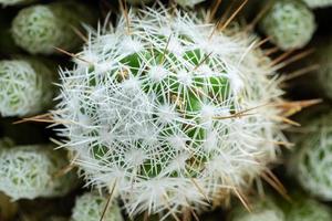 Top view close-up round green cactus with white needles photo