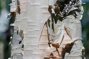 Closeup view of birch tree trunk in sunny weather. Natural environmental concept photo