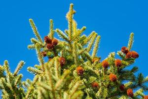 Green branches of fur tree or pine with cones. Selective focus photo