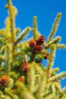 Evergreen branches of spruce tree with needles, pine cones photo