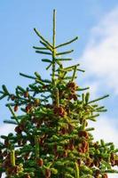 Beautiful fluffy spruce tree with brown pine cones against blue sky photo