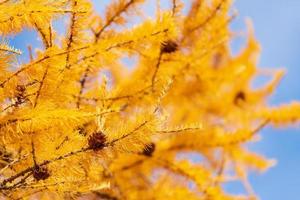 Prickly branches of Larch tree yellow color with growing brown cones photo