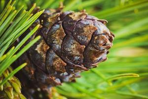 Close-up cone with nut of dwarf stone pine Pinus Pumila photo