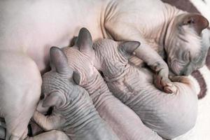 Mother Canadian Sphynx cat lies, breastfeeding four hairless kittens photo