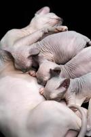 Mother Canadian Sphynx Cat breed lying and breastfeed three kittens photo