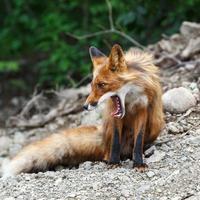 Beautiful red fox with open mouth photo