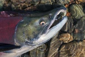 Wild red salmon fish Sockeye Salmon Oncorhynchus nerka swimming in shallow water in river. Pacific salmon red color during spawning photo