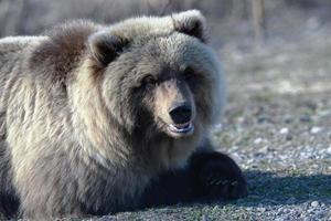hambriento joven salvaje Kamchatka marrón oso mentiras en piedras y mirando alrededor foto