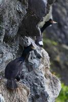 Red-faced cormorant Phalacrocorax urile sitting in nest on cliff photo