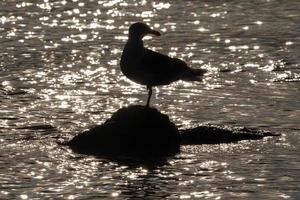 Silhouette of bird of Pacific gull standing on stone surrounded by glare and reflection of water waves of Pacific Ocean at sunset photo