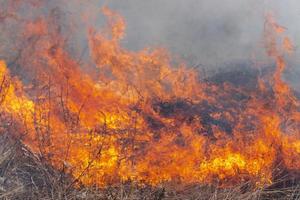Red flame of fire with figures on background burning dry grass in spring forest photo