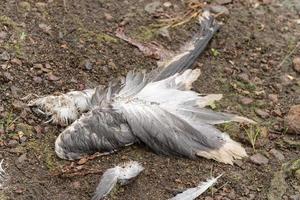 Killed seagull lying down on ground. Concept of protection of wild animals photo
