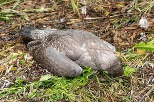 Carcass of killed young seagull is lying down among grass. Concept of protection of wild animals photo