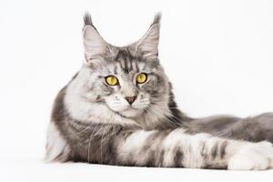Maine Coon Cat lying down, looking at camera. Studio shot cropped view of kitten on white background photo