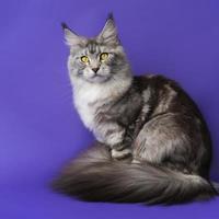 Square format view of Longhair Maine Coon Cat with yellow eyes looking at camera on blue background photo