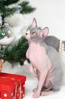 Sphynx Hairless Cat sitting near Christmas tree with holiday red polka dot gift box under it photo