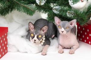 Two Sphynx Cats lying under Christmas tree with festive red polka dot gift boxes under it photo