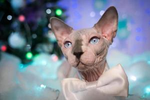 Domestic Sphynx Cat on background Christmas tree and festive Christmas lights, New Year decorations photo