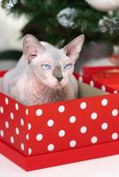 Sphynx Cat sitting in red polka dot gift box under Christmas tree and looking up photo