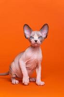 Full length portrait of Canadian Sphynx Cat of seal mink and white color sitting orange background photo