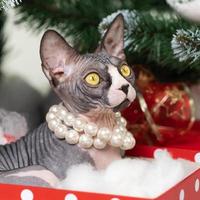 Mysterious Sphynx Cat lying in red polka dot gift box under Christmas tree photo