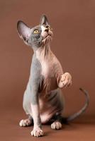 Curious Sphynx Hairless kitty of blue and white color sitting on brown background, raising front paw photo