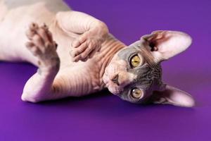 Sphynx cat of blue and white color lying down on its back at violet floor with front paws raised photo