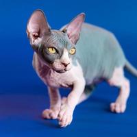 Hairless sphinx cat walking cautiously, at same time observing what is happening around. Side view photo