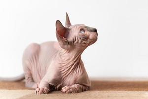 Pretty bicolor Canadian Sphynx cat lying down at wool plaid brown and beige blanket and looking up photo