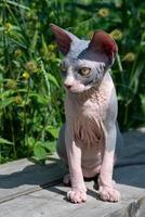 Young Sphynx Hairless Cat of blue and white color sits outdoors on background of grass and flowers photo