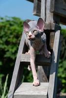 Playful blue and white Sphynx kitten climbing up wooden stairs and looking up outdoors on sunny day photo