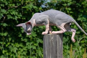 Canadian Sphynx Cat of blue and white color has jumped on pole and is looking down to jump off photo