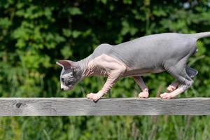 Canadian Sphynx Cat of blue and white color carefully walks on narrow board high above ground photo