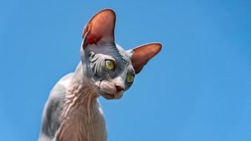 Portrait of funny young Sphynx Hairless Cat with yellow eyes and large ears that show through in sun photo