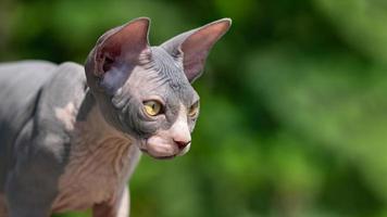 Portrait of beautiful purebred blue and white Sphinx kitten on sunny summer day photo