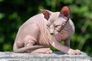 Young Canadian Sphynx Cat of color chocolate mink and white lies on rug on playground of cattery photo