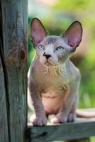 Sphynx Hairless kitten with blue eyes sits on wooden crossbar in enclosure of cattery, looking away photo