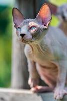 Portrait of young Sphynx Hairless Cat sitting on wooden crossbar in enclosure of cattery, looking up photo