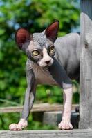 Sphynx Hairless kitten stands high on wooden planks in feline playground outdoors and looks away photo