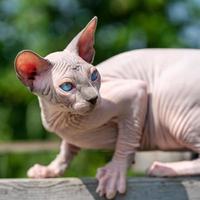 Adorable young Canadian Sphynx Cat on walk outside cattery on sunny day. Close-up photo