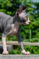 Blue and white Sphynx cat stands on wooden planks on play area of cattery on sunny day, looking away photo