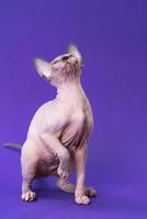 Sphynx cat of color blue mink and white sits on purple background, raising its front paw, looking up photo