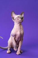 Canadian Sphynx Cat of blue mink and white color sitting on purple background with raised front paw photo