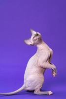 Sphynx Hairless Cat of color blue mink and white sitting on rear paws and tail on violet background photo