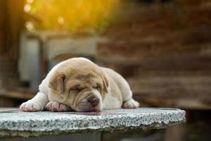 Cute puppies Thai Ridgeback Has light brown and white hair. His eyes were asleep on an old cement table with marble patterns. soft and selective focus. photo